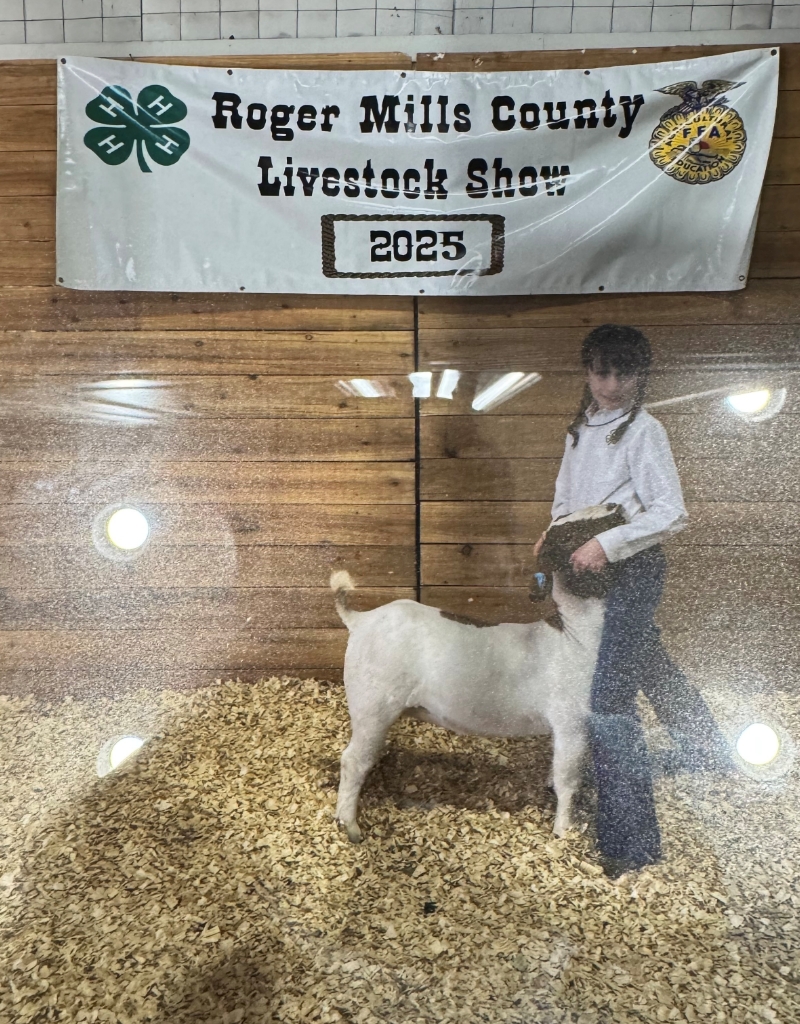 A person stands with a goat in a pen at the Roger Mills County Livestock Show 2025, as indicated by a banner overhead.