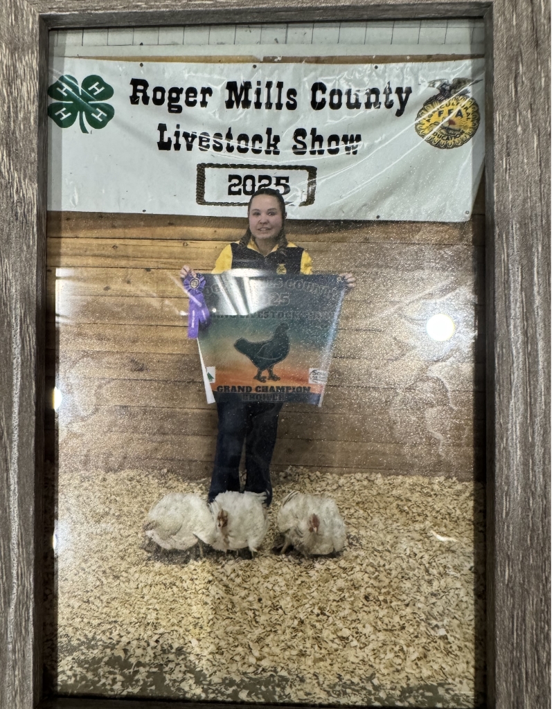 In front of the "Roger Mills County Livestock Show 2023" banner, a person proudly holds a "Grand Champion" poster, their chickens clucking softly by their feet.